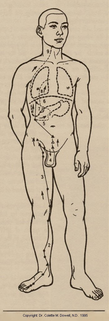 Acupuncture Chart Meridians 12 image of Human