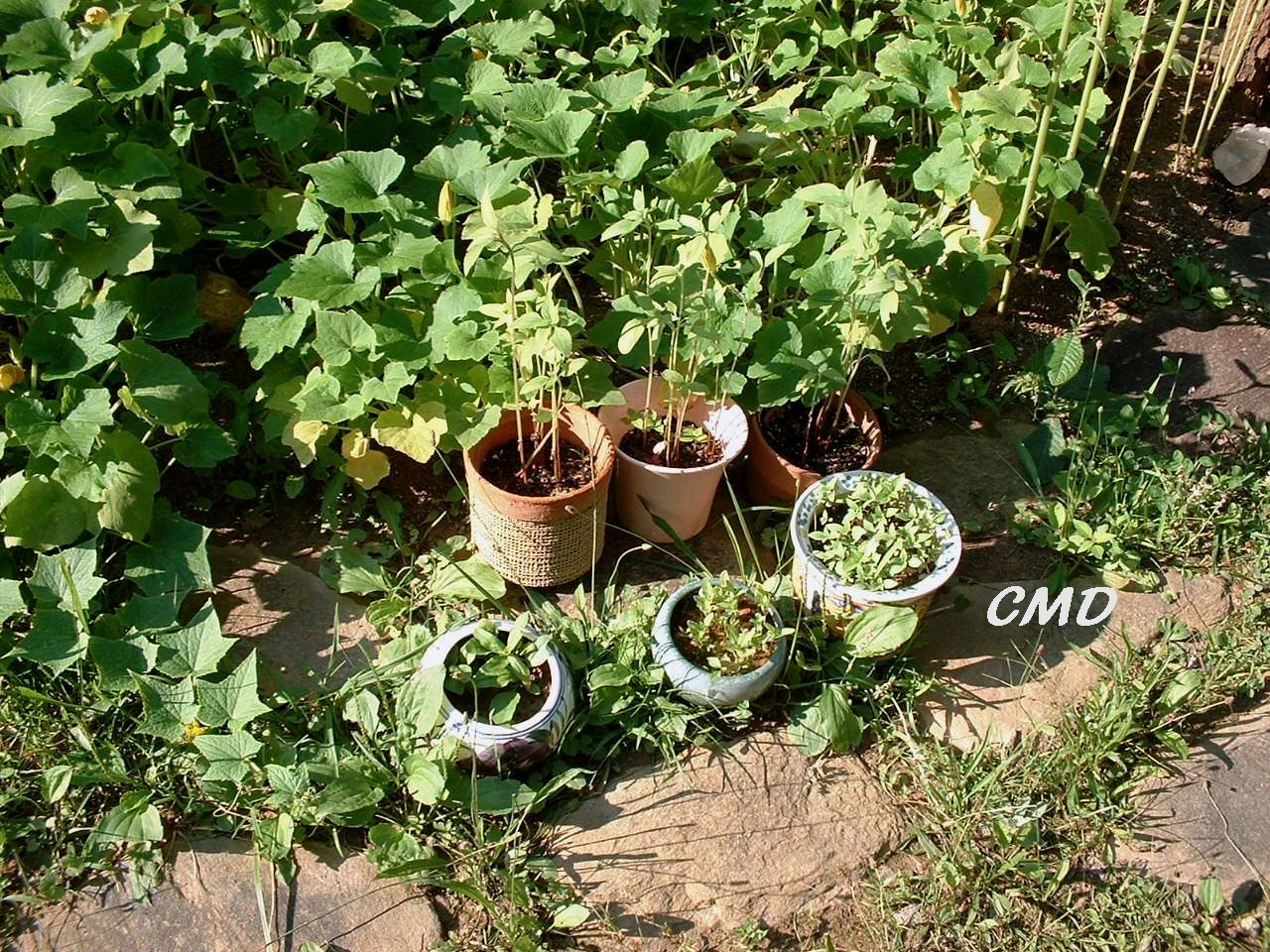 Farming Garden Organic Herbs pots planter fertilizer Basil Oregano Photograph by Colette Dowell for Economic Stimulus Recovery
