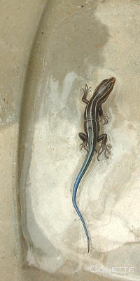 Image of Blue Skink Lizard baby in Colette's solarium