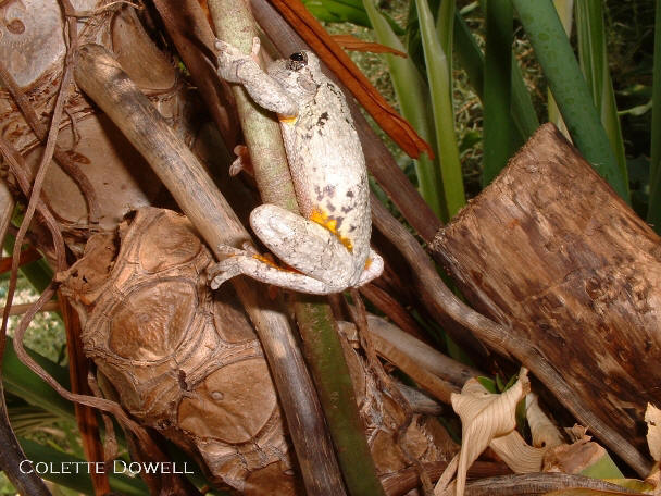 Tree Frog in Solarium on tropical plant