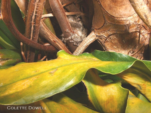 Tree Frog living in solarium with an enclosed swimming pool with tropical plants. Photograph taken by Colette Dowell