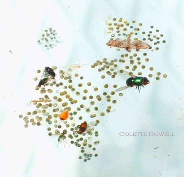 Tree frog tadpoles living with dead insects in the water of swimming pool that does not contain chlorine. Photographs of the tadpoles and tree frogs taken by Colette Dowell