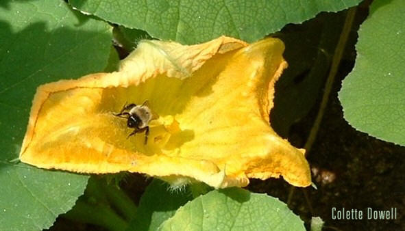 Honey Bee Squash Flower Organic Garden Heirloom Seeds Colette Dowell