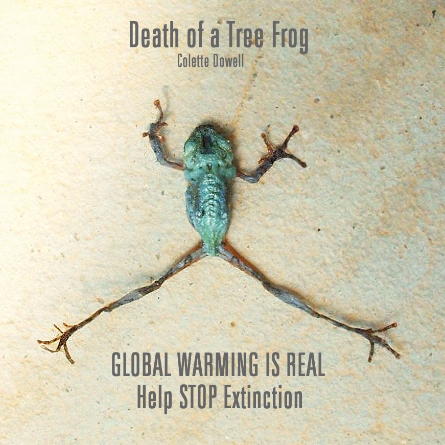 Tree Frog dead from heat climate change photograph by Colette Dowell