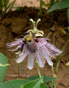 Passion Flower and Bee photograph by Colette Dowell