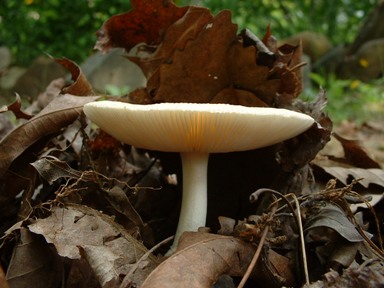 wild mushroom organic herb farm North Carolina Woods Gilled Mushroom