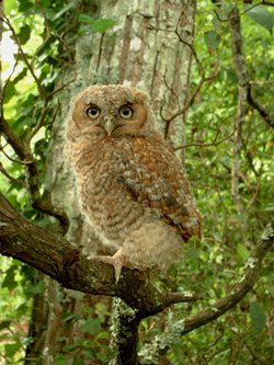 Baby Screech Owl Horned Colette Dowell Historical Home Organic Herb Farm North Carolina Wild Flowers