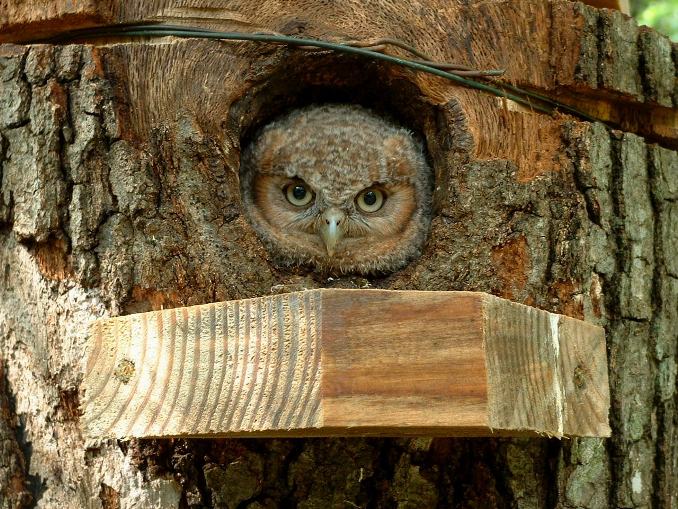 Baby Screech Owl Castle historic home Horse Farm Colette Dowell North Carolina