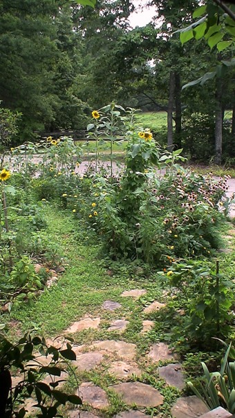 organic herbs wild flowers Echinacea sunflower tomatoe herb garden stone path Pastures North Carolina Woods