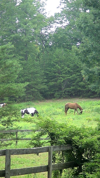 organic farm North Carolina Horse pastures riding rink Timber Home